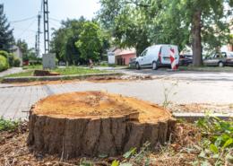 Az eltűnő fák és cserjék helyett kétszer annyi „születik” majd