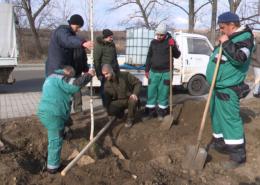 Pirosalmafa-kolóniákat hoznak létre Egerben és környékén