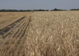 A mezőgazdaságban és az állattenyésztésben is egyre nagyobb problémát okoz a szárazság